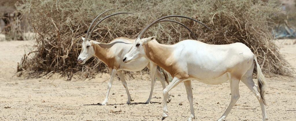 Scimitar oryx hunting outfitter in Texas